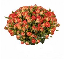 Роза кустовая оранжево-белая (Fiesta Bablz) букет. Букет из кустовых оранжево-белых (Фиеста Баблс) роз 45 шт. 50 см. (Эквадор)