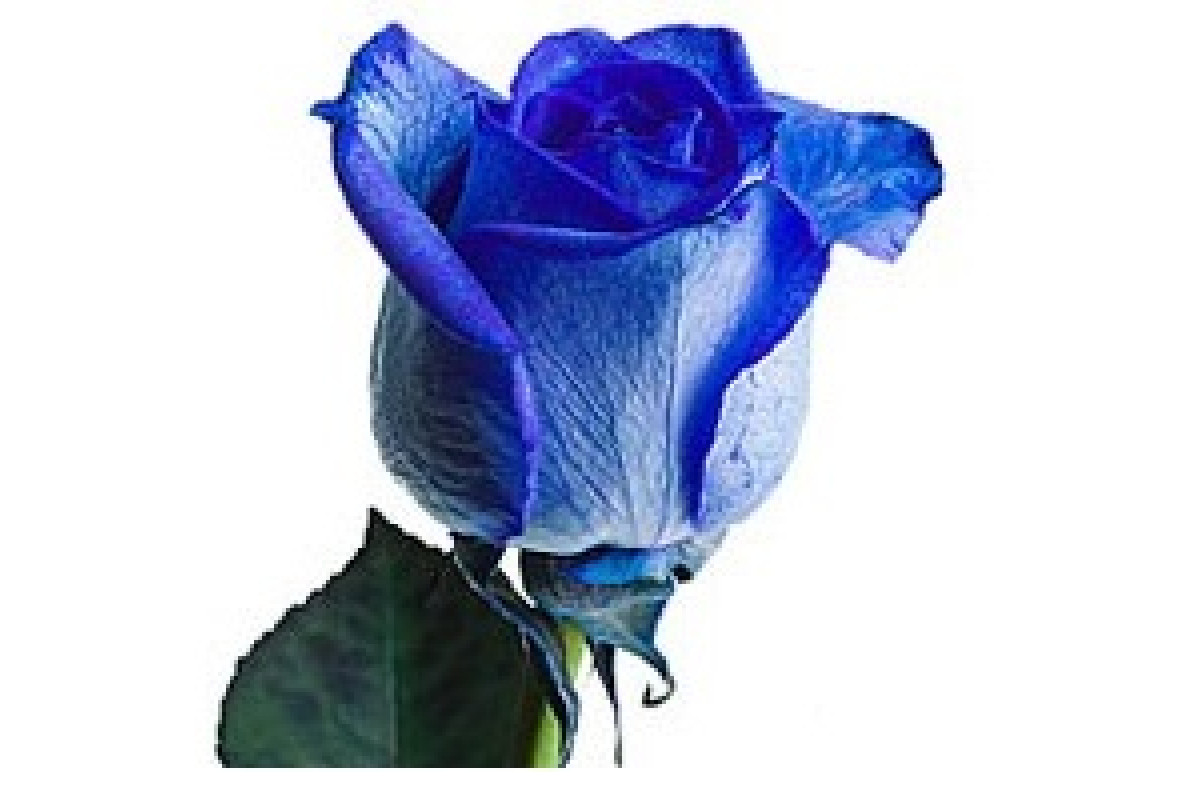 Синиая роза на белом фоне