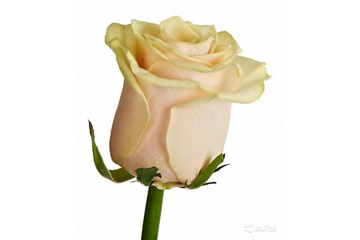 Розы «Талея»