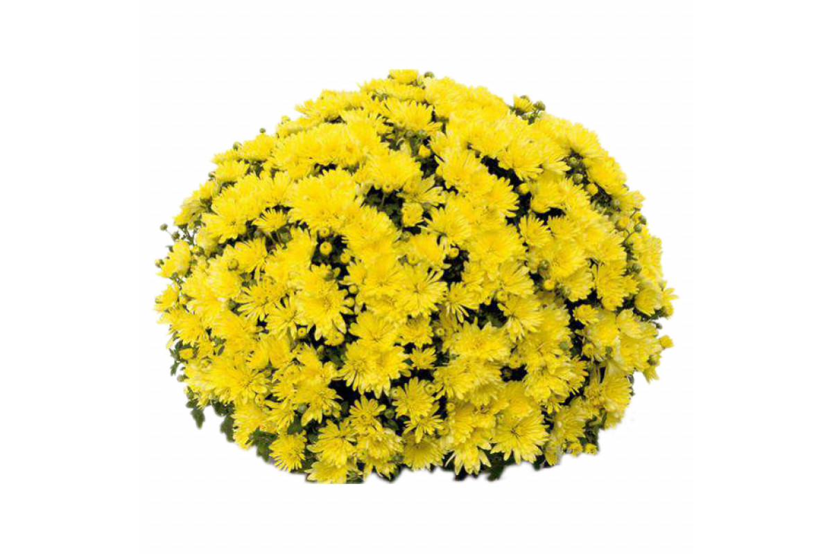 Хризантема мультифлора Yellow