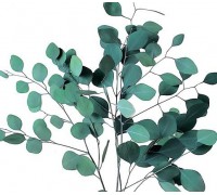 Эвкалипт (Eucalyptus) пачка. (Израиль)