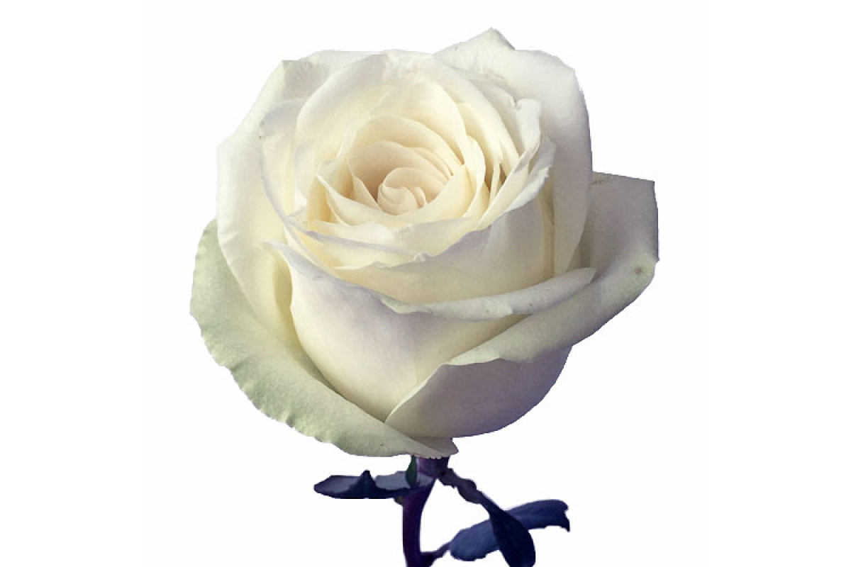 Плайя бланка роза эквадор