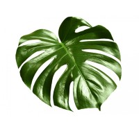 Монстера (Monstera) пачка. (Кения)