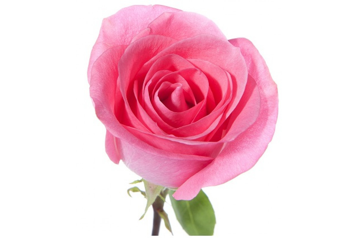 Pink Love роза Эквадор