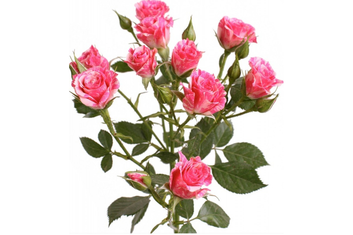 Роза кустовая Глориус